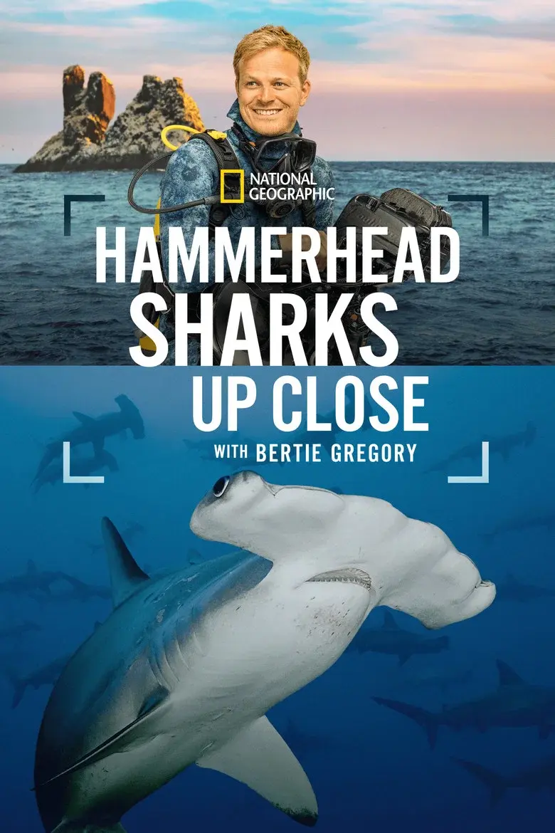 Tiburones martillo en primer plano con Bertie Gregory